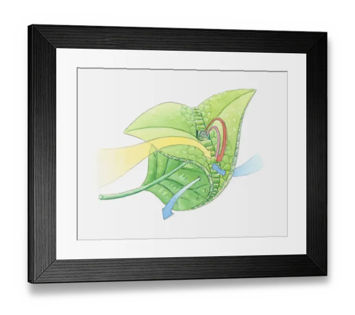 Framed Print : Illustration of leaf anatomy Framed Print : Illustration of leaf anatomy