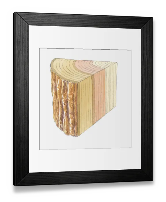Framed Print : Cross section illustration of tree trunk showing rings