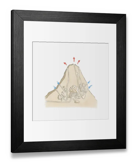 Framed Print : Cross section illustration of termite mound showing tunnels and chambers Framed Print : Cross section illustration of termite mound showing tunnels and chambers