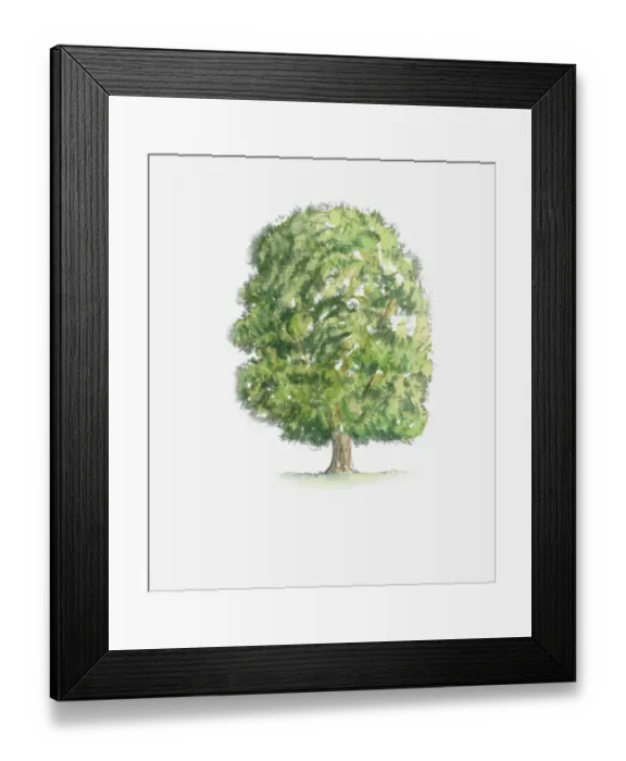 Framed Print : Illustration of Castanea sativa (Sweet Chestnut) tree with green foliage Framed Print : Illustration of Castanea sativa (Sweet Chestnut) tree with green foliage