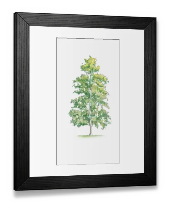 Framed Print : Illustration of Silver Birch (Betula pendula) tree with green and yellow foliage