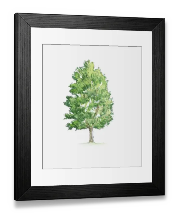 Framed Print : Illustration of Hornbeam (Carpinus) tree with green foliage Framed Print : Illustration of Hornbeam (Carpinus) tree with green foliage