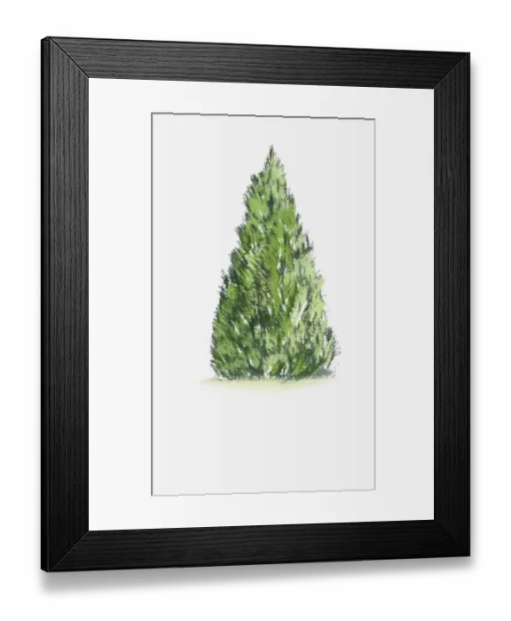Framed Print : Illustration of Ilex (Holly) tree Framed Print : Illustration of Ilex (Holly) tree