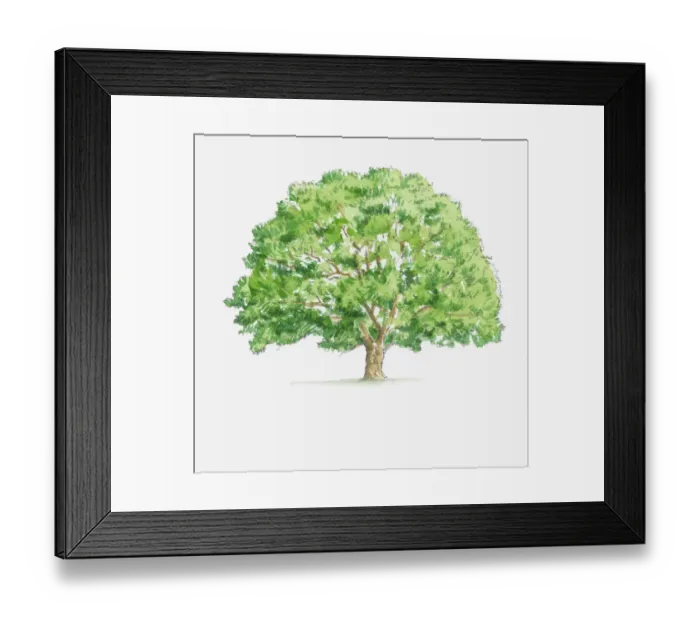 Framed Print : Illustration of Quercus robur (English Oak) tree Framed Print : Illustration of Quercus robur (English Oak) tree