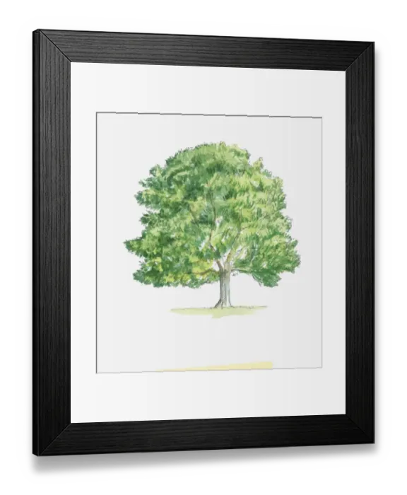 Framed Print : Illustration of Fagus (Beech) tree with green foliage Framed Print : Illustration of Fagus (Beech) tree with green foliage