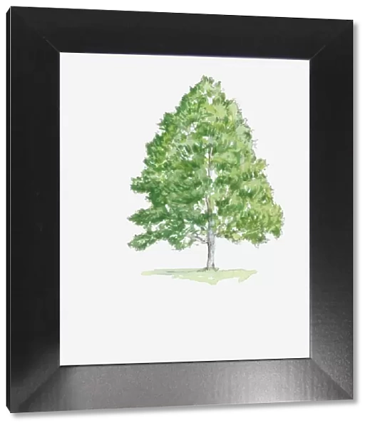 Illustration of Alnus (Alder) tree with green foliage