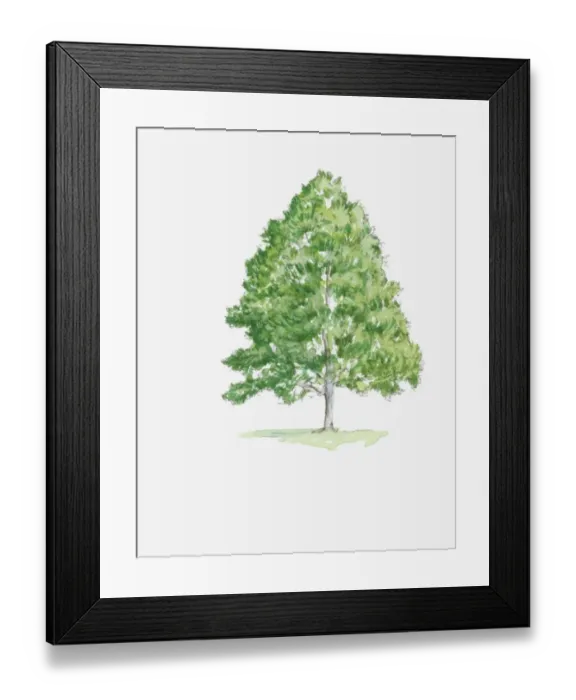 Framed Print : Illustration of Alnus (Alder) tree with green foliage