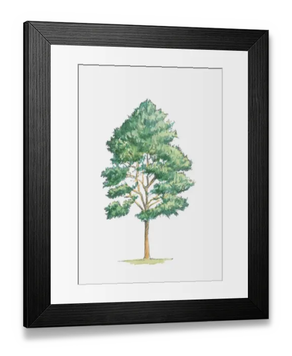Framed Print : Illustration of Pinus sylvestris (Scots Pine) tree Framed Print : Illustration of Pinus sylvestris (Scots Pine) tree