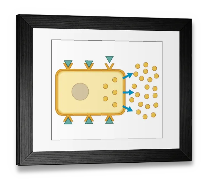 Framed Print : Cross section biomedical illustration of how sulphonylurea drugs stimulating insulin-producing cells to increase production of insulin Framed Print : Cross section biomedical illustration of how sulphonylurea drugs stimulating insulin-producing cells to increase production of insulin