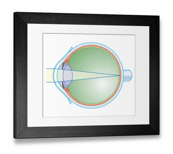 Framed Print : Cross section biomedical illustration of key anatomy of the eye