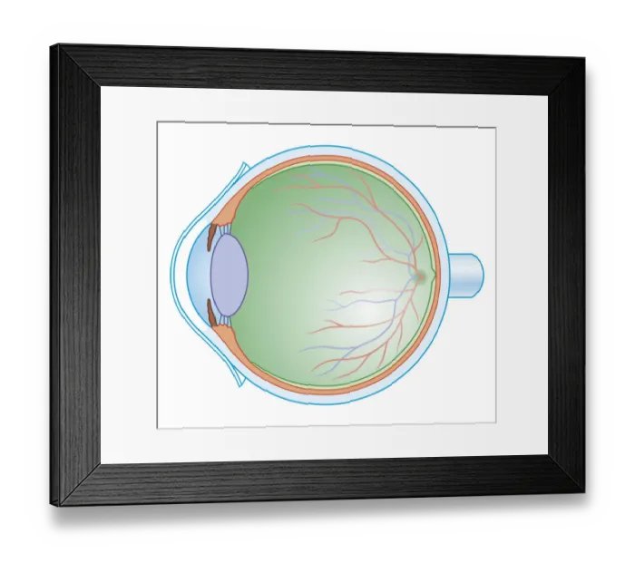 Framed Print : Cross section biomedical illustration of the anatomy of the human eye