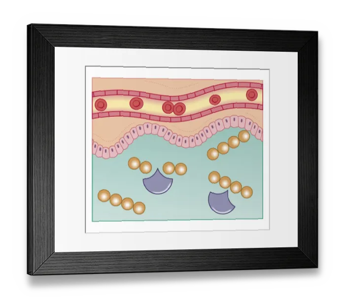 Framed Print : Cross section biomedical illustration of digestive enzymes combining with large food molecule, such as protein, breaking down into smaller molecules Framed Print : Cross section biomedical illustration of digestive enzymes combining with large food molecule, such as protein, breaking down into smaller molecules