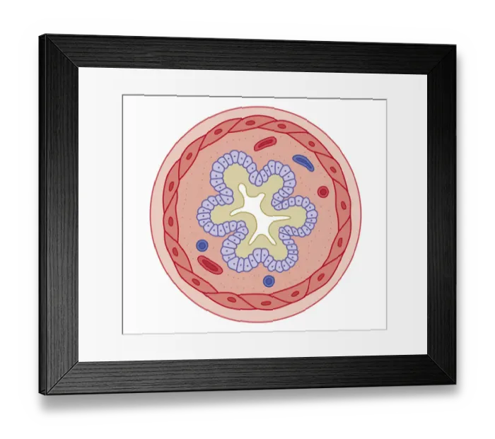 Framed Print : Cross section biomedical illustration of how bronchodilator drugs work before ingesting the drug the airway narrows as the muscle layer in its walls contracts Framed Print : Cross section biomedical illustration of how bronchodilator drugs work before ingesting the drug the airway narrows as the muscle layer in its walls contracts