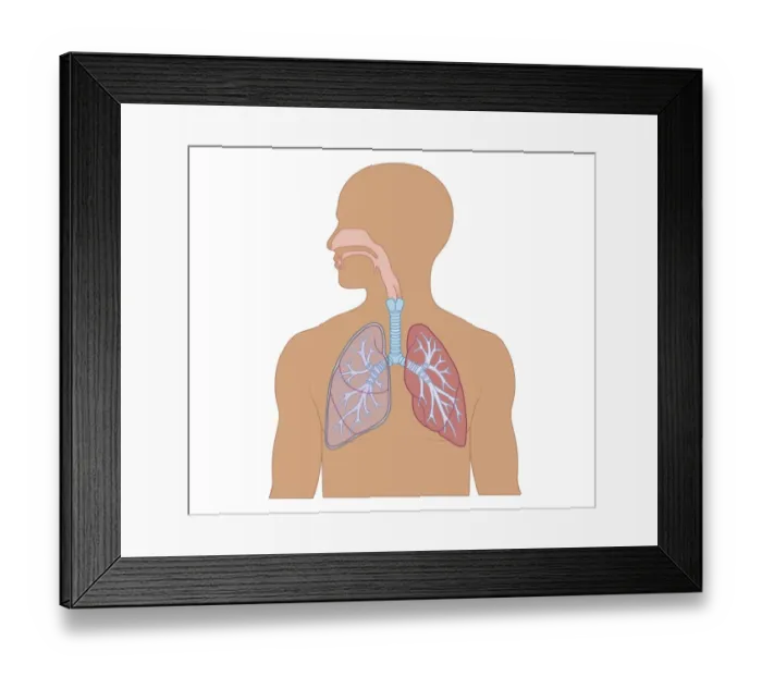 Framed Print : Cross section biomedical illustration of structure of human respiratory system in adult male Framed Print : Cross section biomedical illustration of structure of human respiratory system in adult male