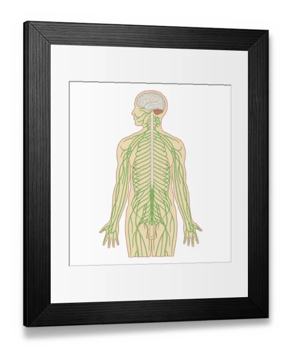 Framed Print : Cross section biomedical illustration of brain and nervous system in adult male
