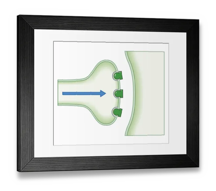 Framed Print : Cross section biomedical illustration of showing how opioid painkillers work by blocking transmission of pain signals Framed Print : Cross section biomedical illustration of showing how opioid painkillers work by blocking transmission of pain signals