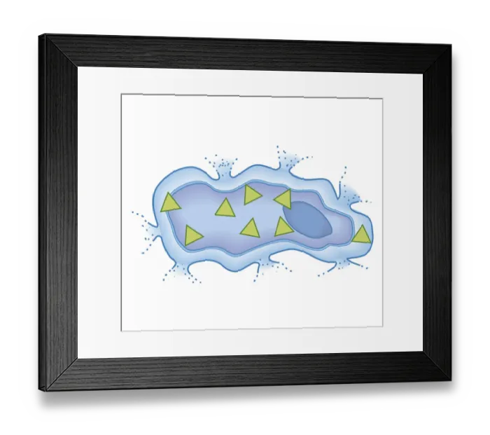 Framed Print : Cross section biomedical illustration of showing how penicillin interferes with chemicals needed by bacterium to form cell walls by disintegrating the bacterium
