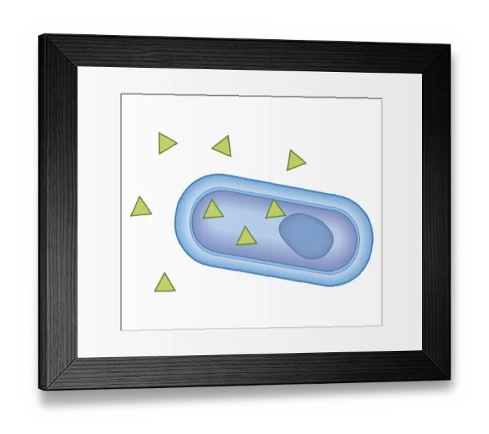 Framed Print : Cross section biomedical illustration of showing how penicillin enters the bacterium, beginning a process that will destroy it