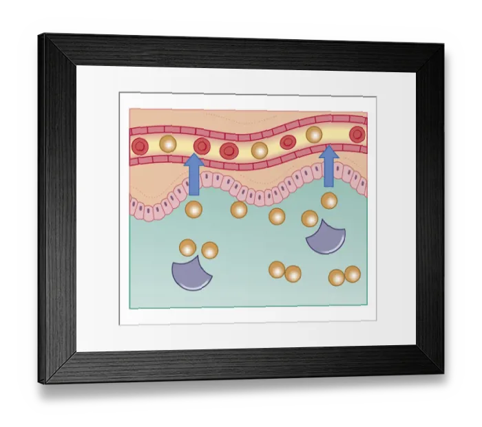 Framed Print : Cross section biomedical illustration of digestive enzymes with molecules separating from enzyme and passing through wall of digestive tract into the bloodstream Framed Print : Cross section biomedical illustration of digestive enzymes with molecules separating from enzyme and passing through wall of digestive tract into the bloodstream