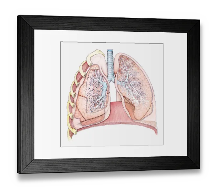 Framed Print : Cross section biomedical illustration of human lungs