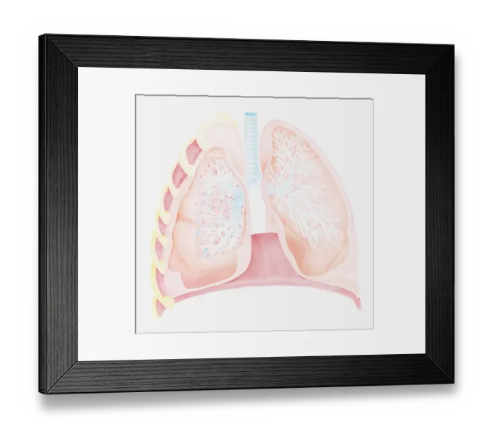 Framed Print : Cross section biomedical illustration of human lungs