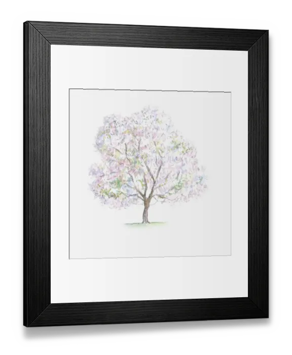Framed Print : Illustration of Prunus avium (Wild Cherry) tree