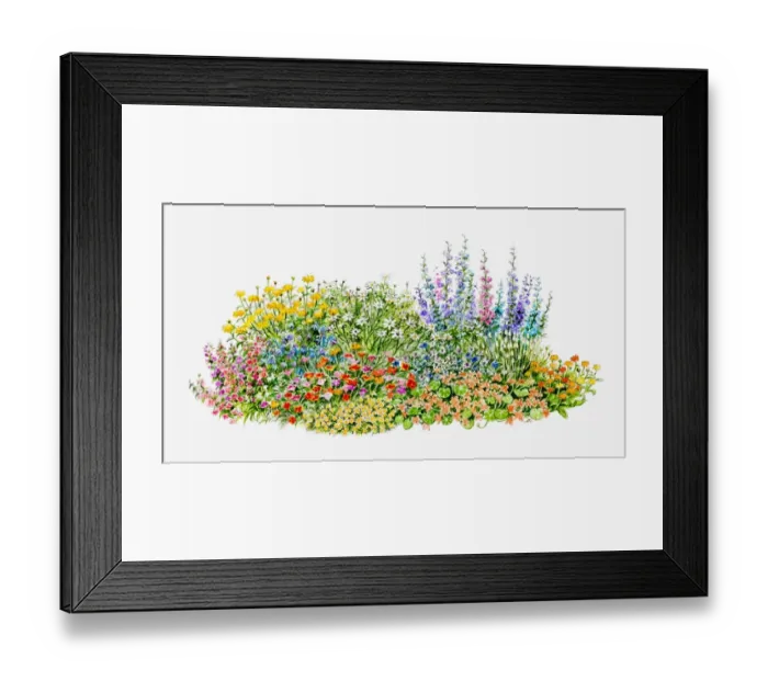 Framed Print : Illustration of hardy annual flowerbed in garden Framed Print : Illustration of hardy annual flowerbed in garden