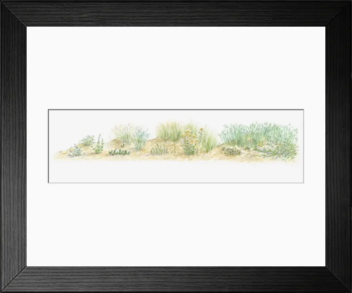 Framed Print : Illustration of wild flowers growing on sand dune Framed Print : Illustration of wild flowers growing on sand dune