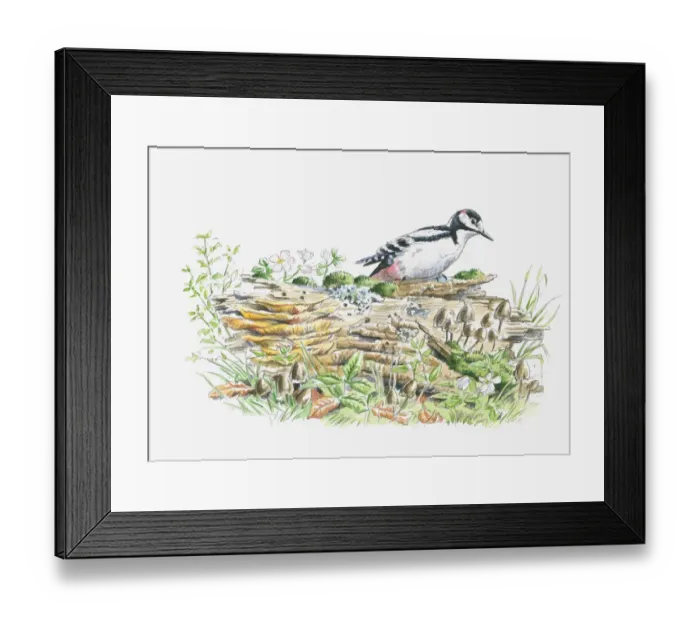 Framed Print : Illustration of Great Spotted Woodpecker (Dendrocopos major) on decaying log looking for insects to feed on Framed Print : Illustration of Great Spotted Woodpecker (Dendrocopos major) on decaying log looking for insects to feed on