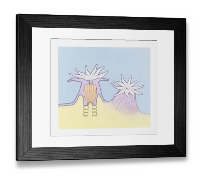 Framed Print : Cross section and full length illustration sea anemone Framed Print : Cross section and full length illustration sea anemone