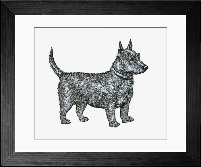 Framed Print : Black and white illustration of a Scottish Terrier