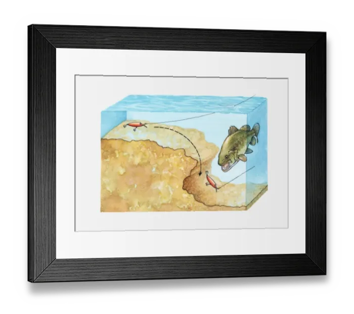 Framed Print : Cross section illustration showing how to plug-fish for Bass by making plug bounce around an overhang on riverbed Framed Print : Cross section illustration showing how to plug-fish for Bass by making plug bounce around an overhang on riverbed