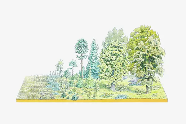 Illustration of successive development of flora in a temperate forest region, from mosses, weeds and grasses to a fully grown oakwood over the course of 200 years