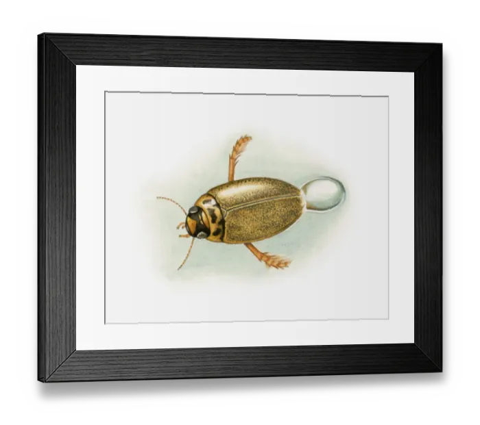 Framed Print : Illustration of a diving beetle (Dytiscidae) releasing air bubble underwater Framed Print : Illustration of a diving beetle (Dytiscidae) releasing air bubble underwater