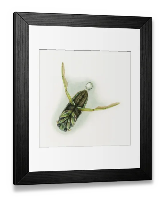 Framed Print : Illustration of a diving beetle (Dytiscidae) releasing air bubble underwater, underside Framed Print : Illustration of a diving beetle (Dytiscidae) releasing air bubble underwater, underside