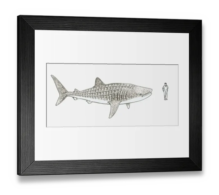 Framed Print : Illustration of Whale shark (Rhincodon typus) and a man stood next to it to show scale Framed Print : Illustration of Whale shark (Rhincodon typus) and a man stood next to it to show scale
