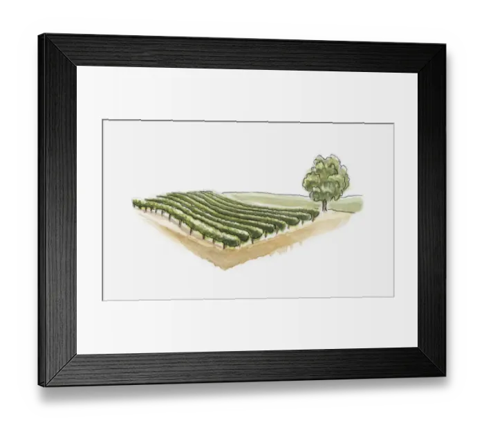 Framed Print : Illustration of vineyard at Saint-Emilion, Gironde, France Framed Print : Illustration of vineyard at Saint-Emilion, Gironde, France