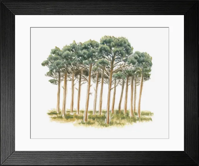 Framed Print : Illustration of pine trees Framed Print : Illustration of pine trees