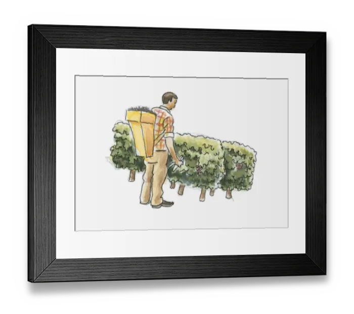 Framed Print : Illustration of man picking grapes in vineyard Framed Print : Illustration of man picking grapes in vineyard