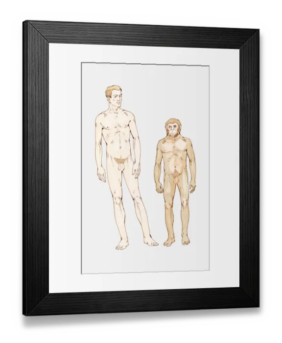 Framed Print : Illustration of Homo sapiens and Homo habilis Framed Print : Illustration of Homo sapiens and Homo habilis