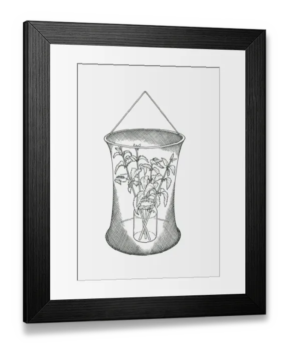 Framed Print : Black and white illustration of butterfly rearing cage with cuttings of food plants in jar Framed Print : Black and white illustration of butterfly rearing cage with cuttings of food plants in jar