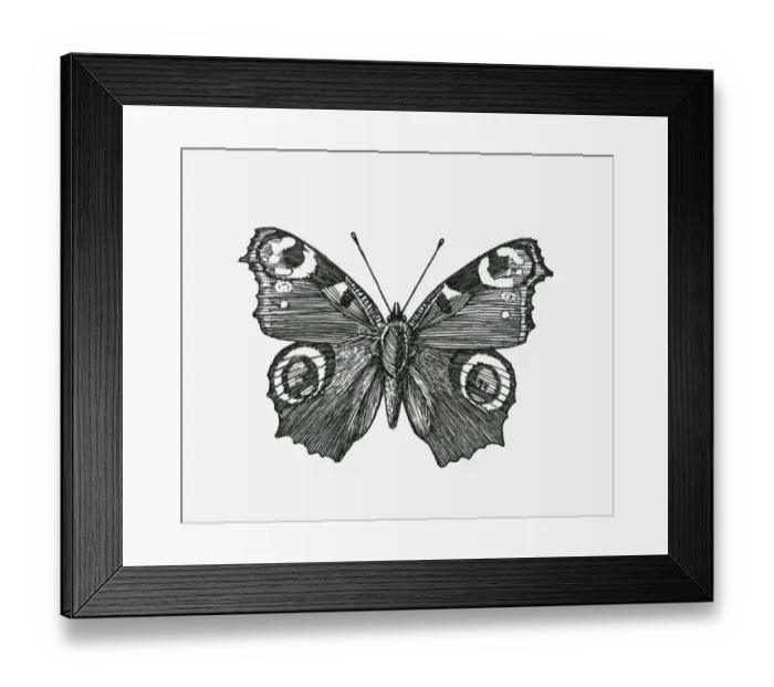 Framed Print : Black and white illustration of Peacock butterfly (Inachis io) with wings spread Framed Print : Black and white illustration of Peacock butterfly (Inachis io) with wings spread