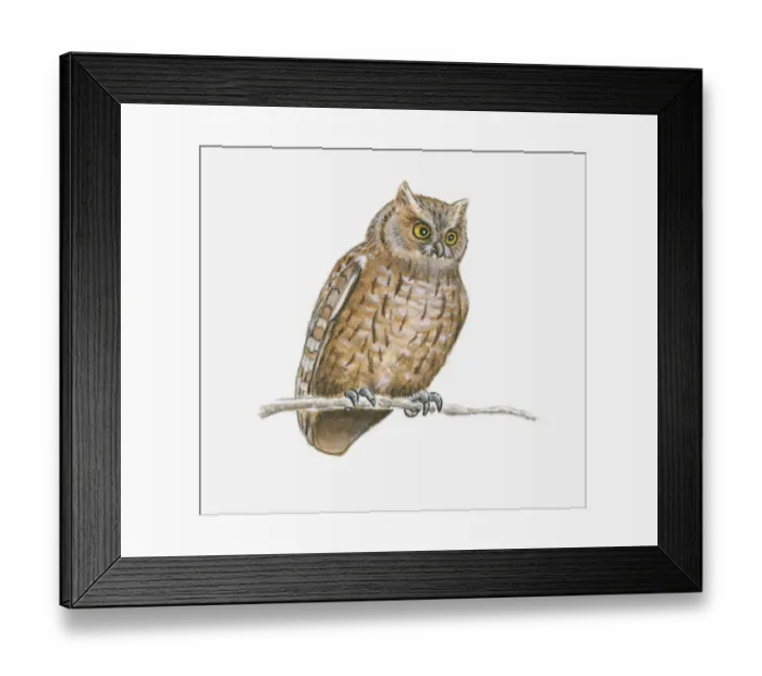 Framed Print : Illustration of a horned owl (Bubo sp. ) Framed Print : Illustration of a horned owl (Bubo sp. )