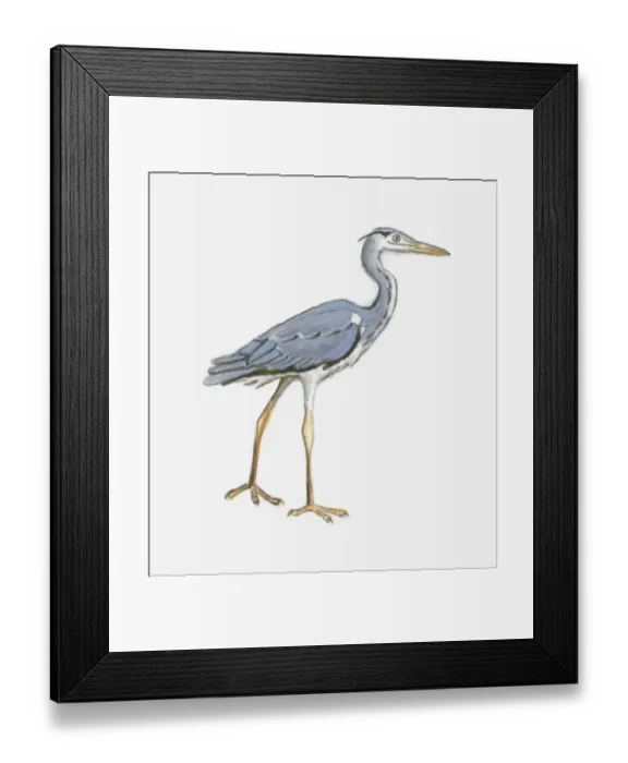 Framed Print : Illlustration of a heron Framed Print : Illlustration of a heron