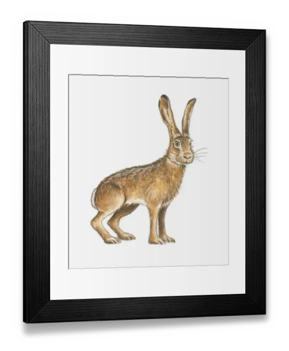 Framed Print : Illustration of a brown hare Framed Print : Illustration of a brown hare