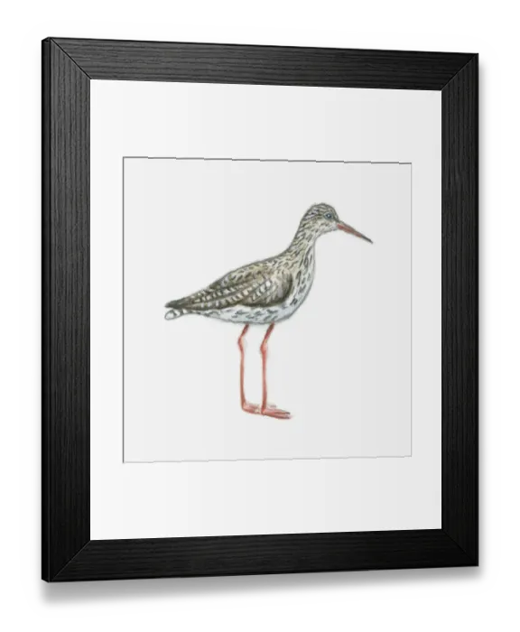 Framed Print : Illustration of Common redshank (Tringa totanus) Framed Print : Illustration of Common redshank (Tringa totanus)