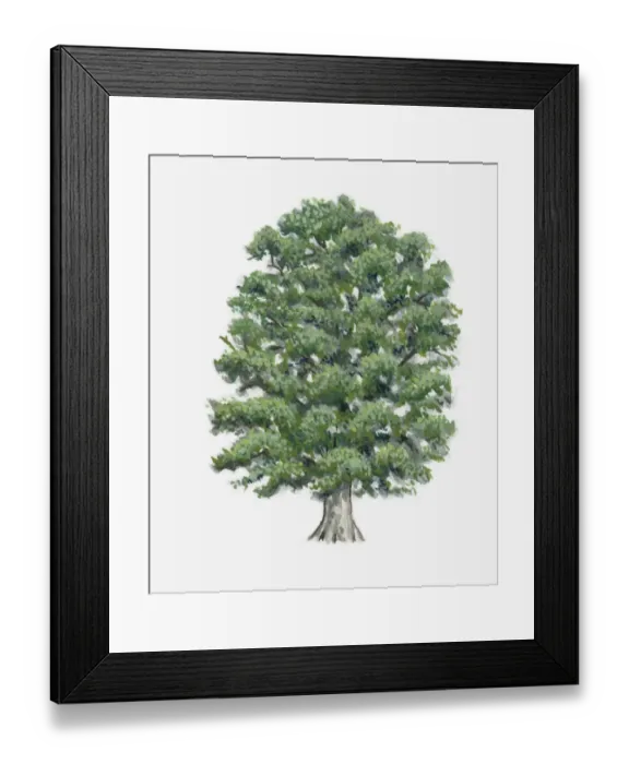 Framed Print : Illustration of a beech tree