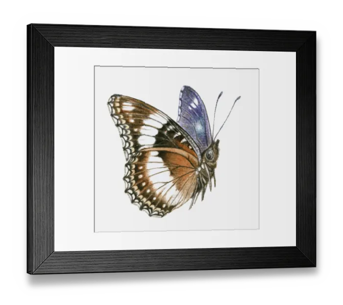 Framed Print : Illustration of Common eggfly (Hypolimnas bolina) butterfly with brown, white and blue colouring Framed Print : Illustration of Common eggfly (Hypolimnas bolina) butterfly with brown, white and blue colouring