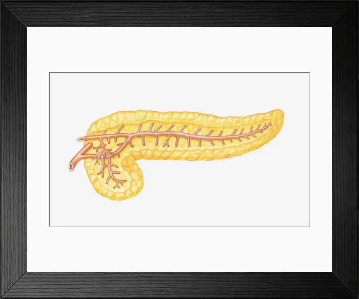 Framed Print : Cross section illustration of pancreas Framed Print : Cross section illustration of pancreas