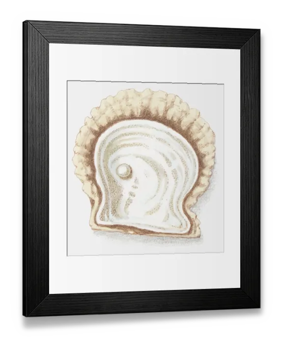 Framed Print : Illustration of pearl in shell Framed Print : Illustration of pearl in shell